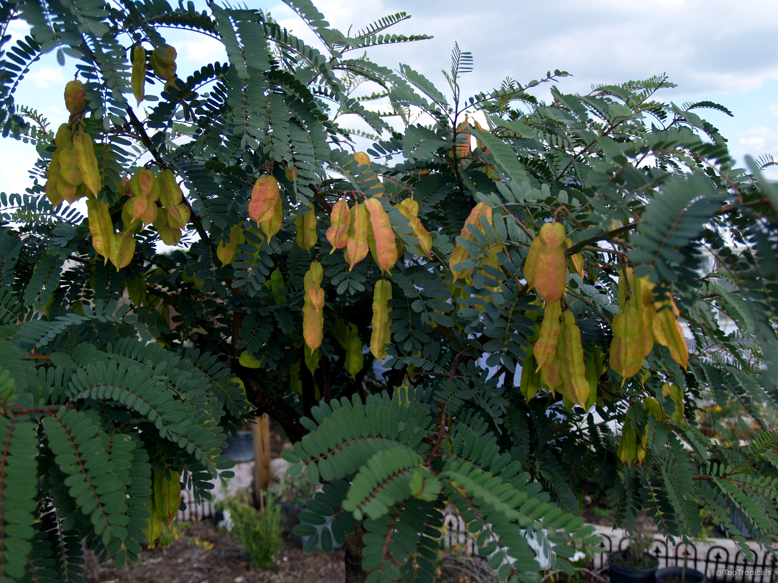 Sesbania punicea (Rattle Box Tree) with yellow orange fruit clusters hanging from thick green foliage Sesbania punicea (Rattle Box Tree) yellow orange fruit hanging on green tree branch