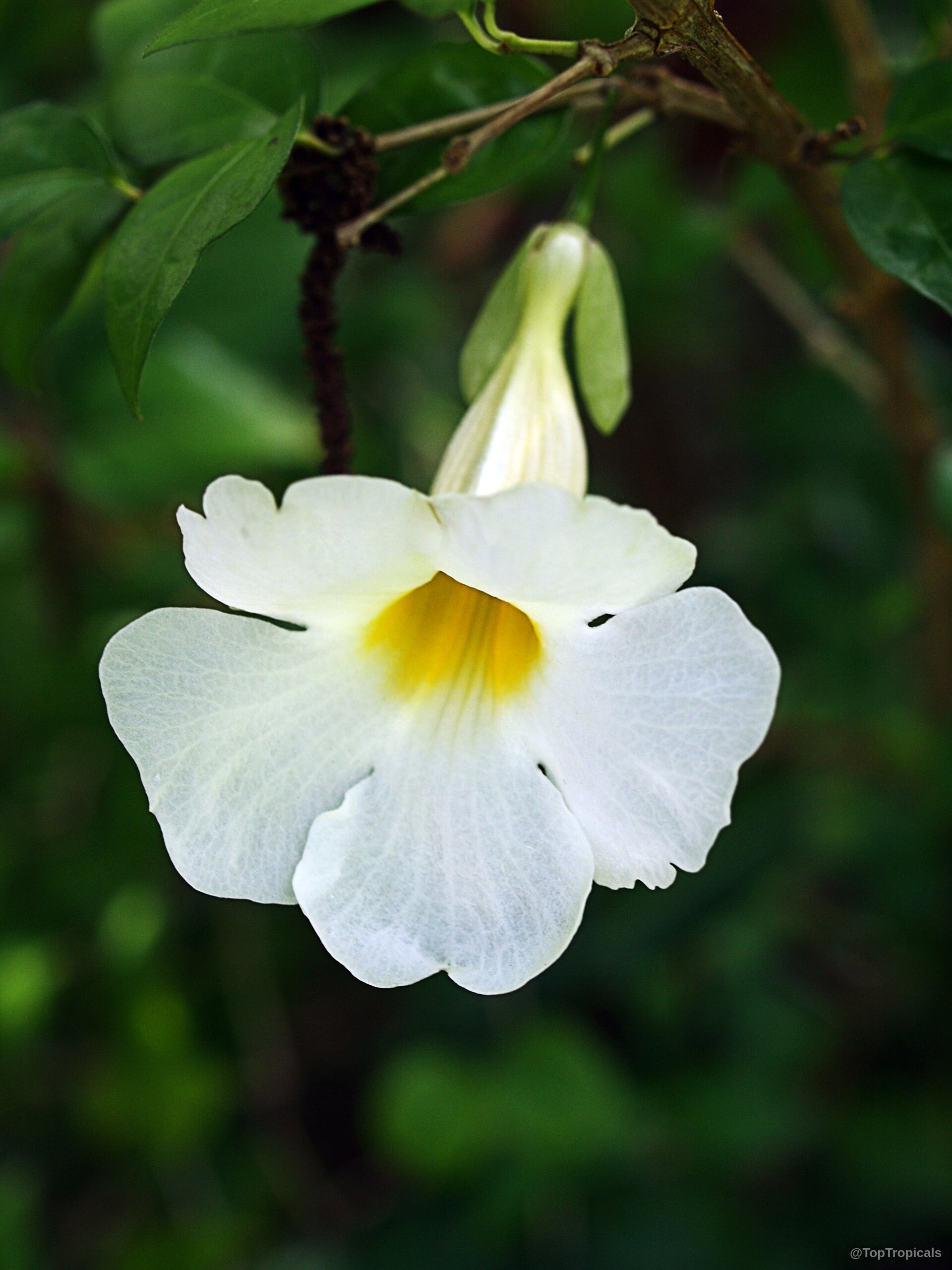 Thunbergia erecta (King's Mantle) white flower with a yellow throat surrounded by green leaves. Thunbergia erecta (King's Mantle) white and yellow flower close up in green foliage context.