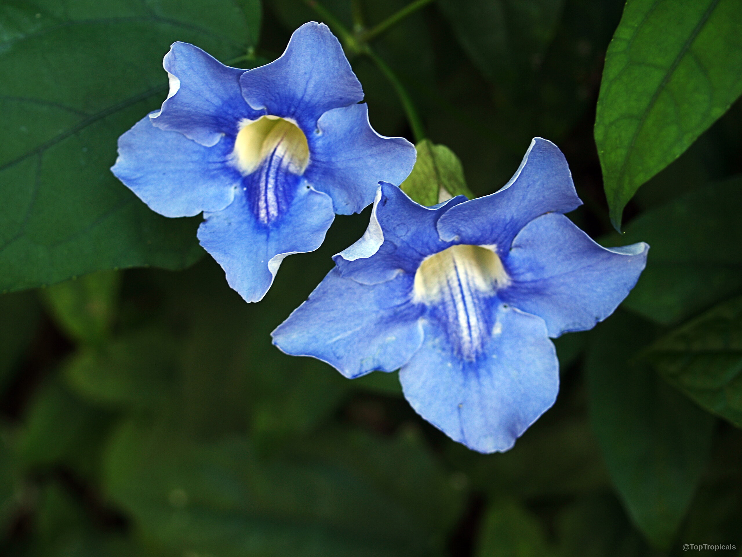 Thunbergia grandiflora (Blue Trumpet Vine) trumpet shaped blue flower with a pale throat. Thunbergia grandiflora (Blue Trumpet Vine) vibrant blue flower close up against deep green foliage.