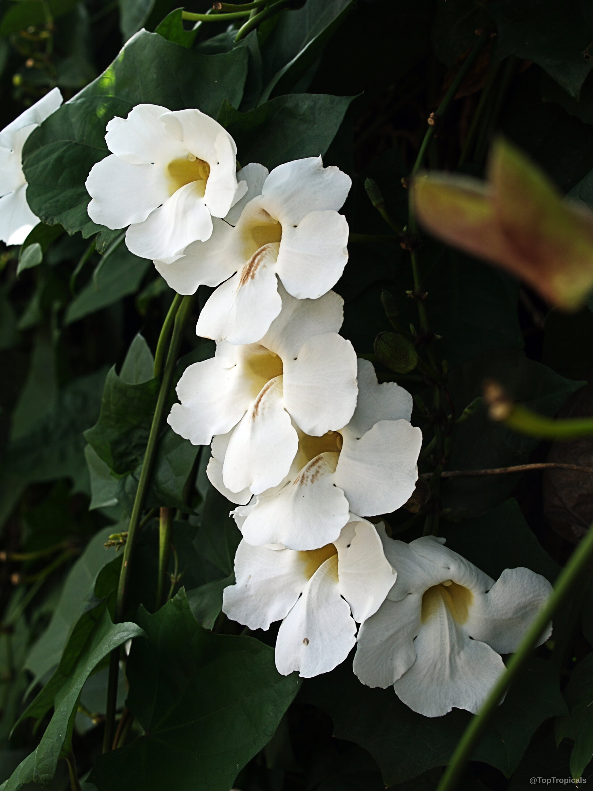 Thunbergia grandiflora (Blue Trumpet Vine) white flower cluster with yellow centers and green foliage Thunbergia grandiflora (Blue Trumpet Vine) white flower close up on green vine leaves