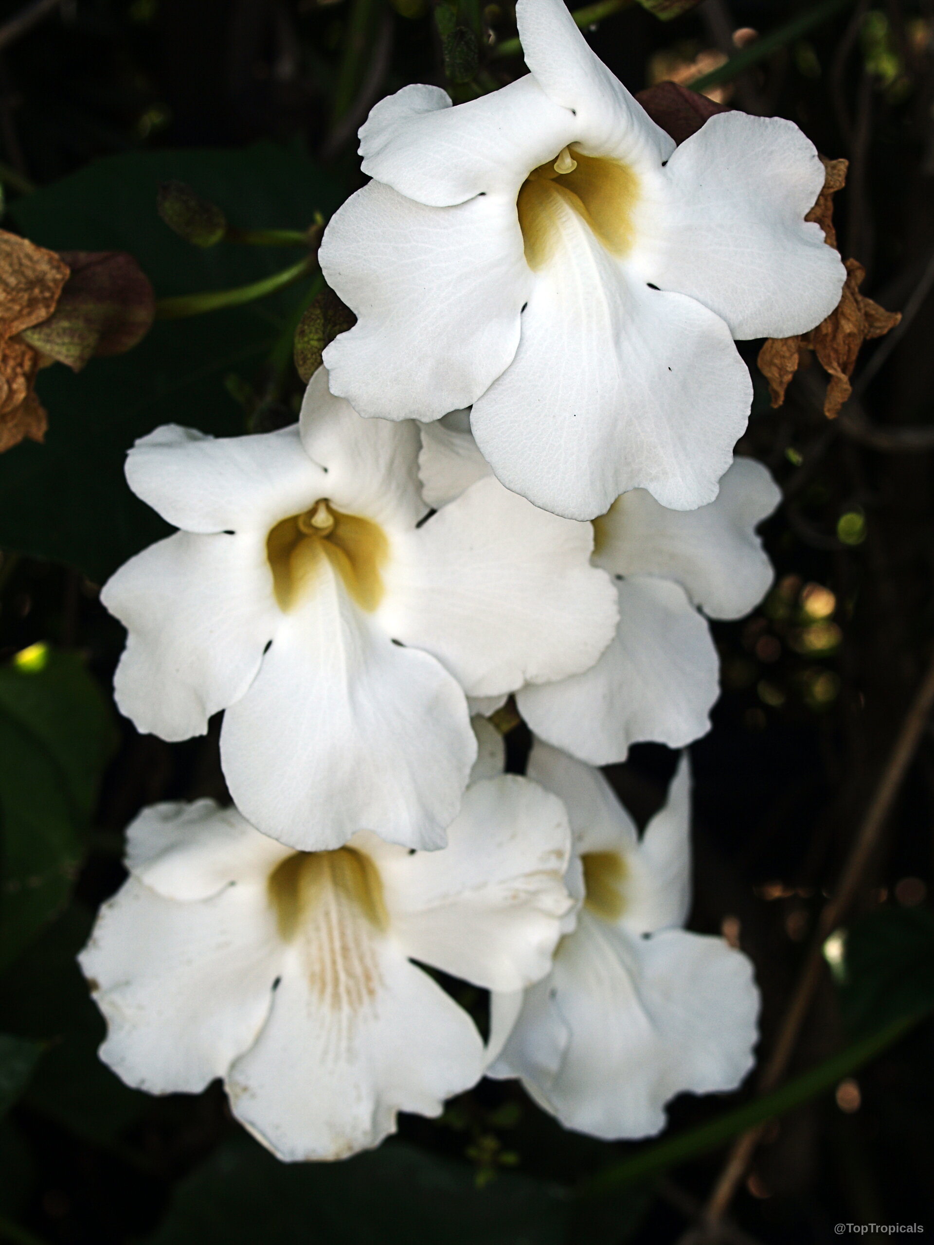 Thunbergia grandiflora (Blue Trumpet Vine) white flower with yellow throat on leafy green vine. Thunbergia grandiflora (Blue Trumpet Vine) white flower close up with yellow center on stem.