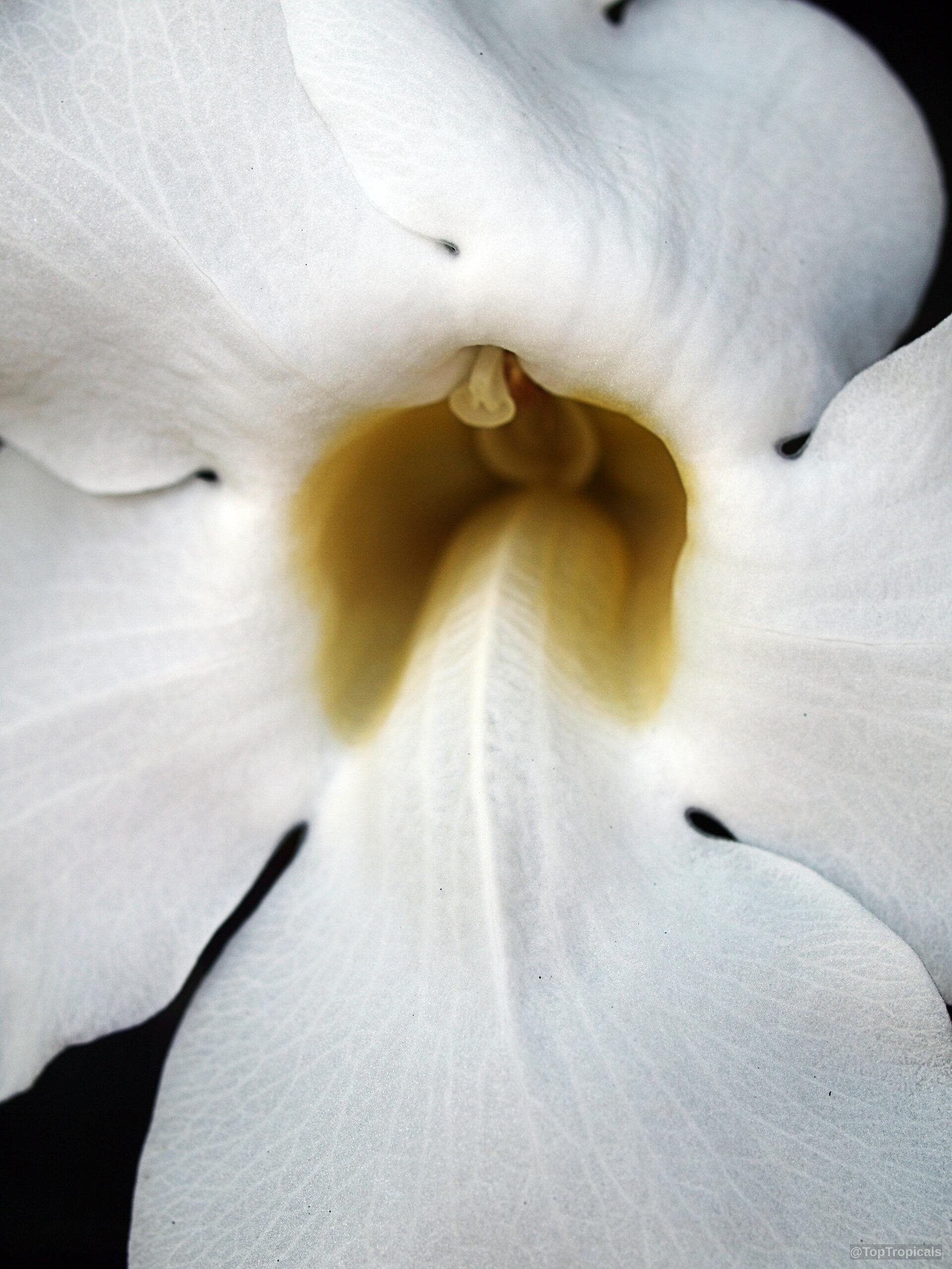 Thunbergia grandiflora (Blue Trumpet Vine) flower showing white petals with a soft yellow throat Thunbergia grandiflora (Blue Trumpet Vine) white flower close up with yellow center