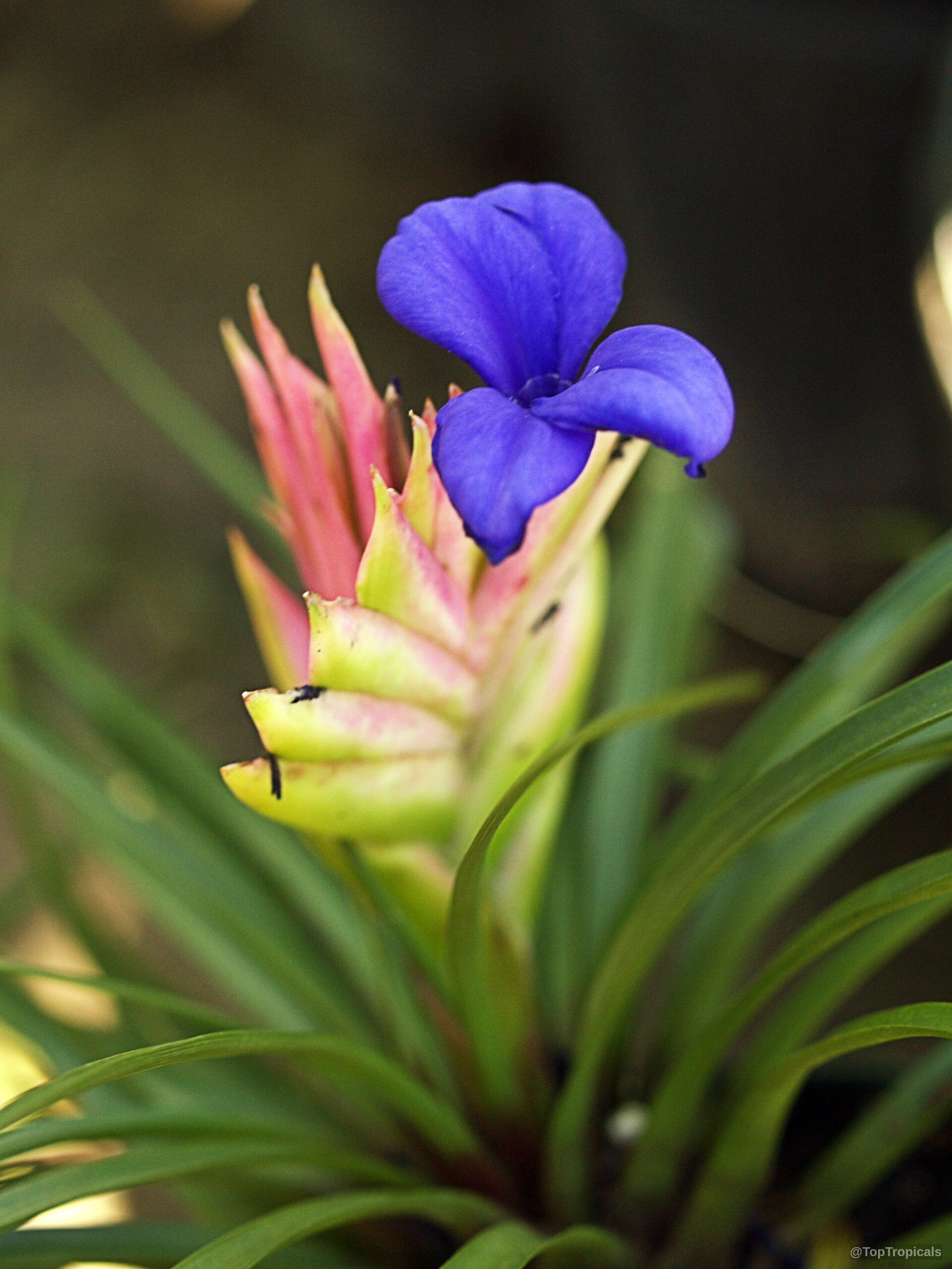 Tillandsia sp. (Tillandsia) with vibrant blue flower petals emerging from soft pink and green bracts. Tillandsia sp. (Tillandsia) blue flower and pink bracts on a close up plant photo.