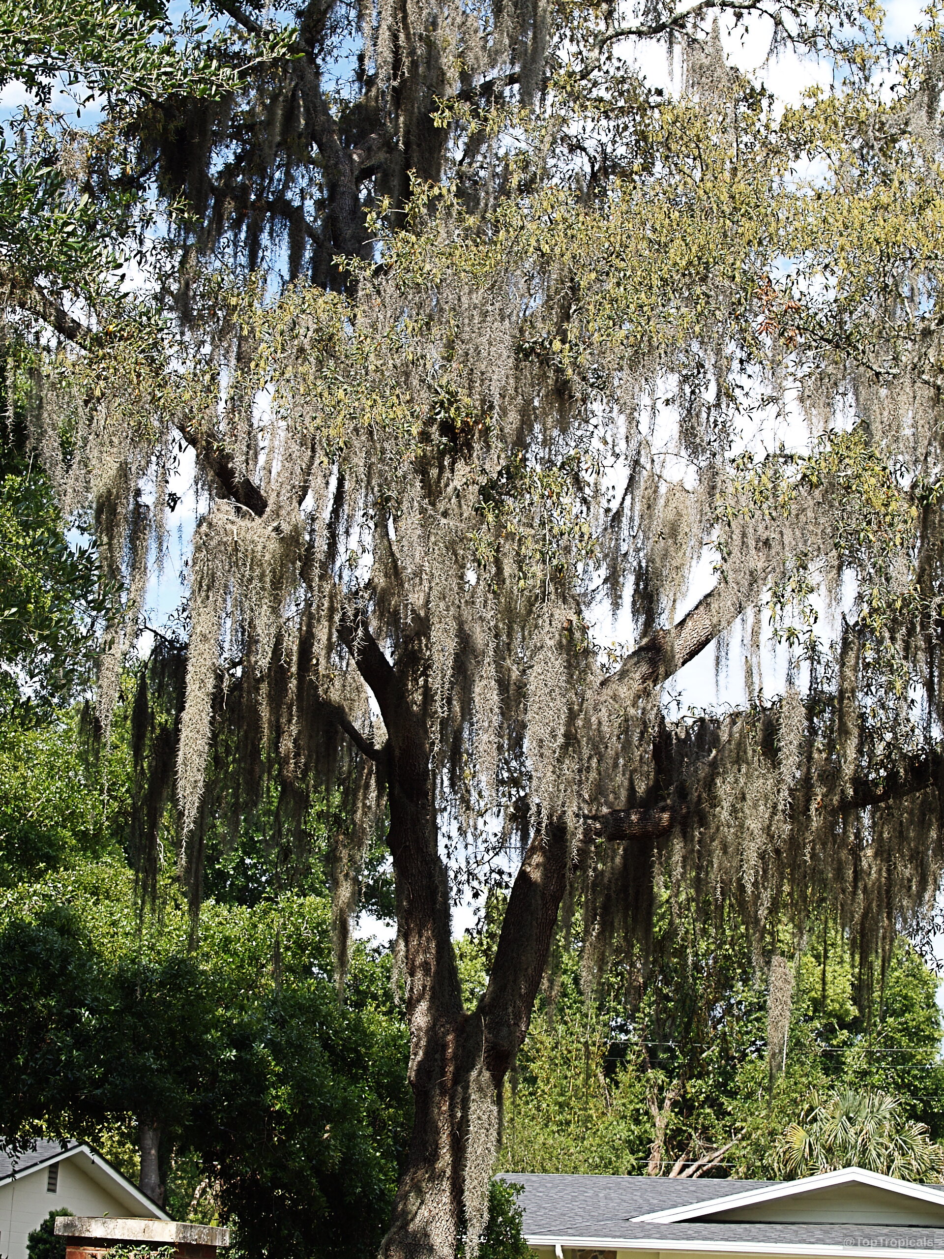 Tillandsia sp. (Tillandsia) hangs from tree limbs in thin strands. Tillandsia sp. (Tillandsia) grey plant hanging from tree branches under sky