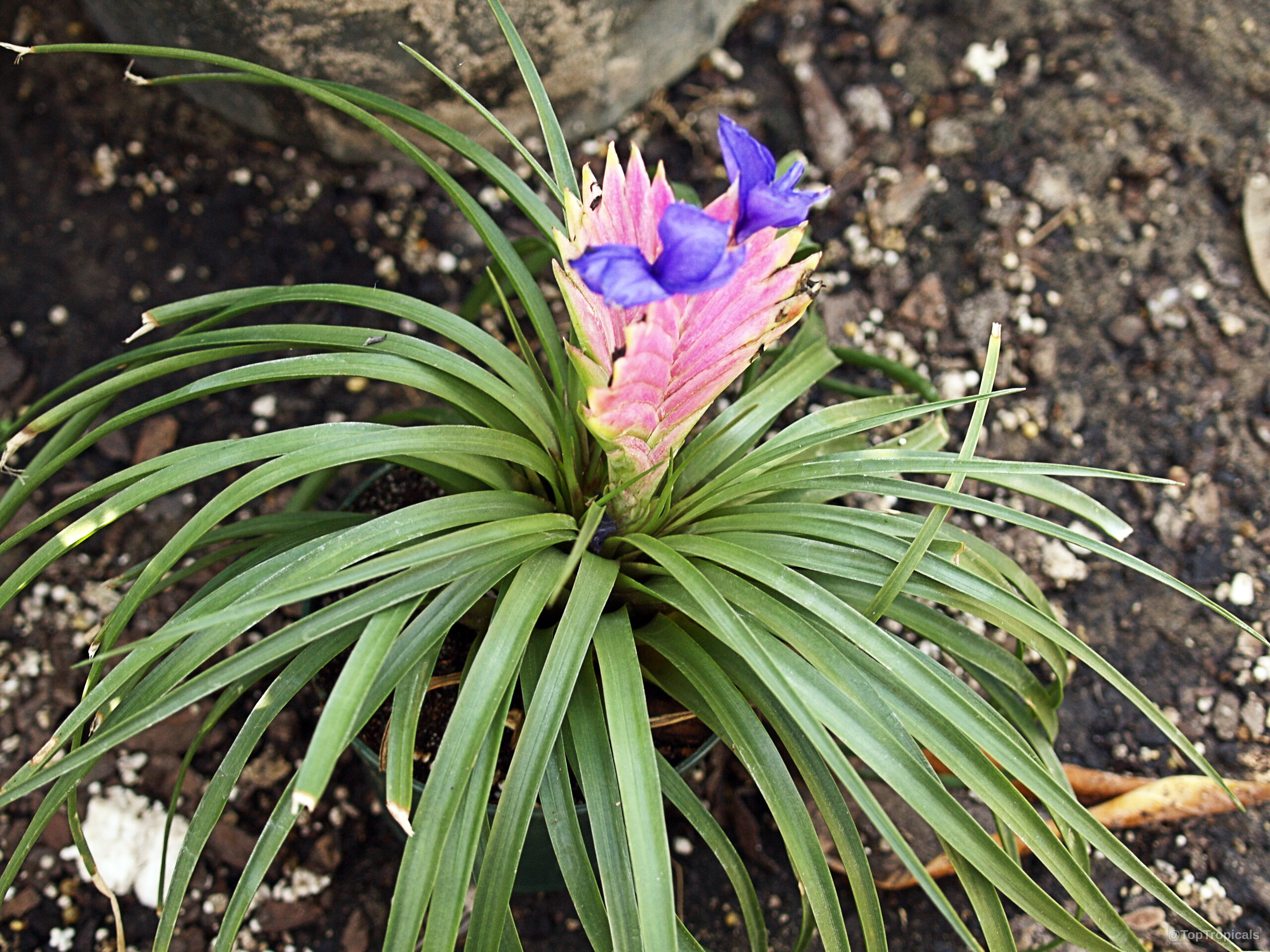 Tillandsia sp. (Tillandsia) with pink bracts and purple flower emerging from a dense green rosette Tillandsia sp. (Tillandsia) pink purple flower atop long narrow green plant leaves close up