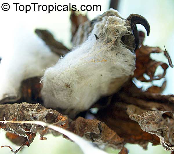 Gossypium barbadense, Gossypium peruvianum , Pima cotton