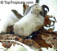Gossypium barbadense, Gossypium peruvianum , Pima cotton

Click to see full-size image
