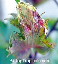 Gossypium barbadense, Gossypium peruvianum , Pima cotton