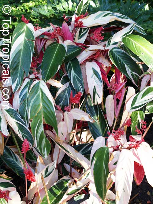 Stromanthe sp., Never-Never Plant