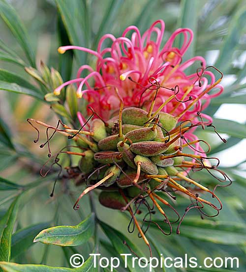 Grevillea banksii, Red Silky Oak, Kahili Flower