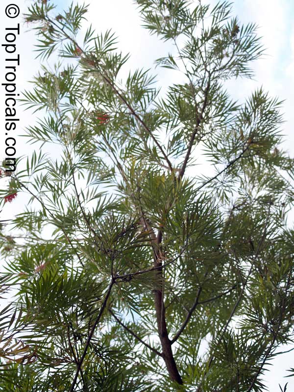 Grevillea banksii, Red Silky Oak, Kahili Flower