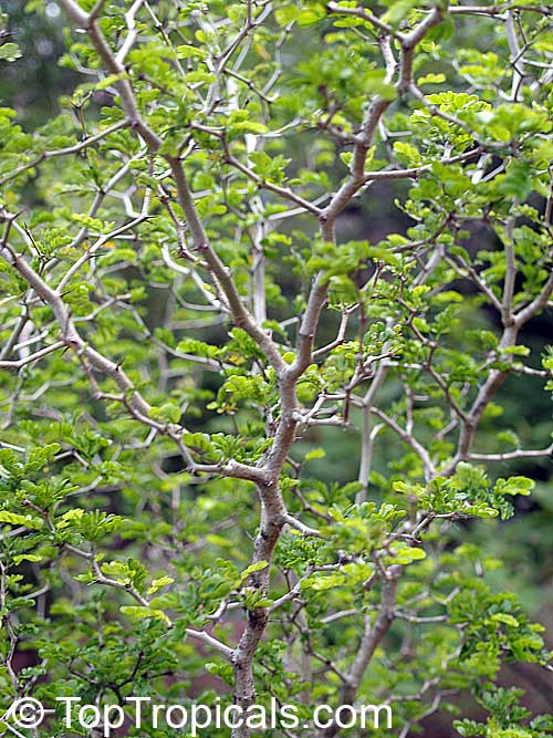 Jamaican Ebony Bonsai Tree Other Porn Videos