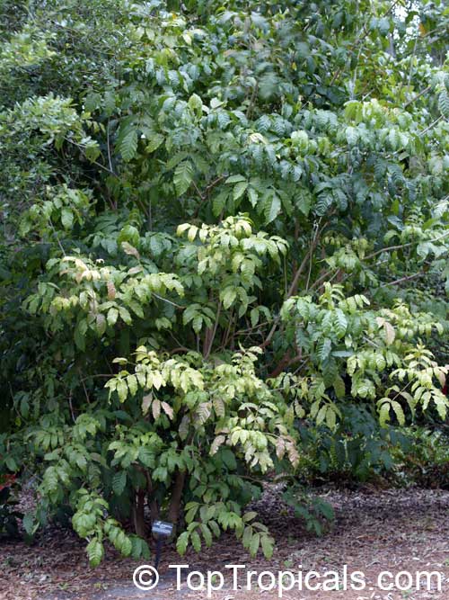 Markhamia lutea, Gold Markhamia, Yellow Bell Bean Tree 
