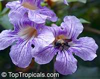 Clytostoma callistegioides, Bignonia lindleyana, Violet Trumpet Vine, Lavender Trumpet Vine

Click to see full-size image
