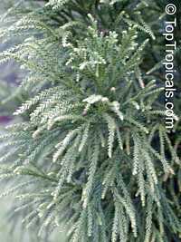 Cryptomeria japonica, Japanese Cryptomeria, Japanese Cedar, Sugi

Click to see full-size image