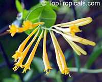 Lonicera sempervirens , Coral Honeysuckle, Trumpet Honeysuckle

Click to see full-size image