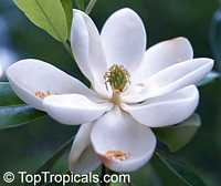 Magnolia virginiana, Florida Bay Laurel, Sweet Bay