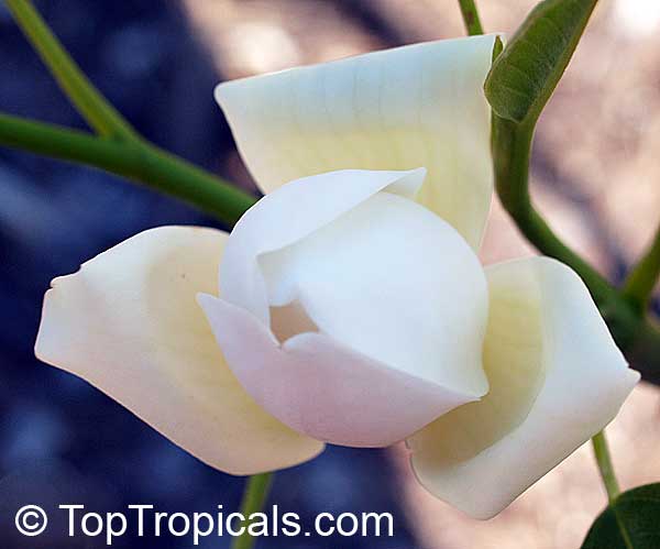 Magnolia virginiana, Florida Bay Laurel, Sweet Bay