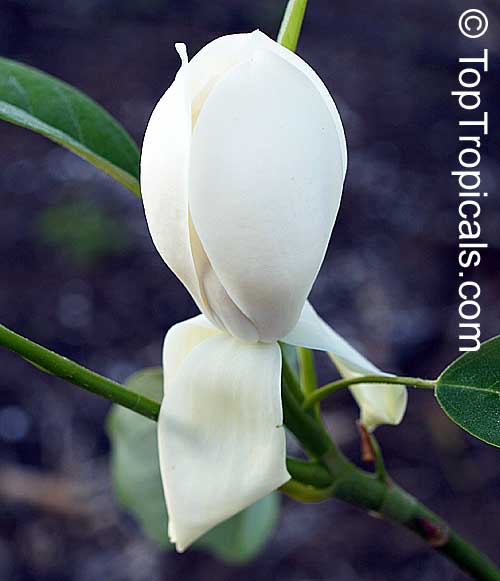 Magnolia virginiana, Florida Bay Laurel, Sweet Bay. Magnolia globosa x virginiana Porcelain Dove