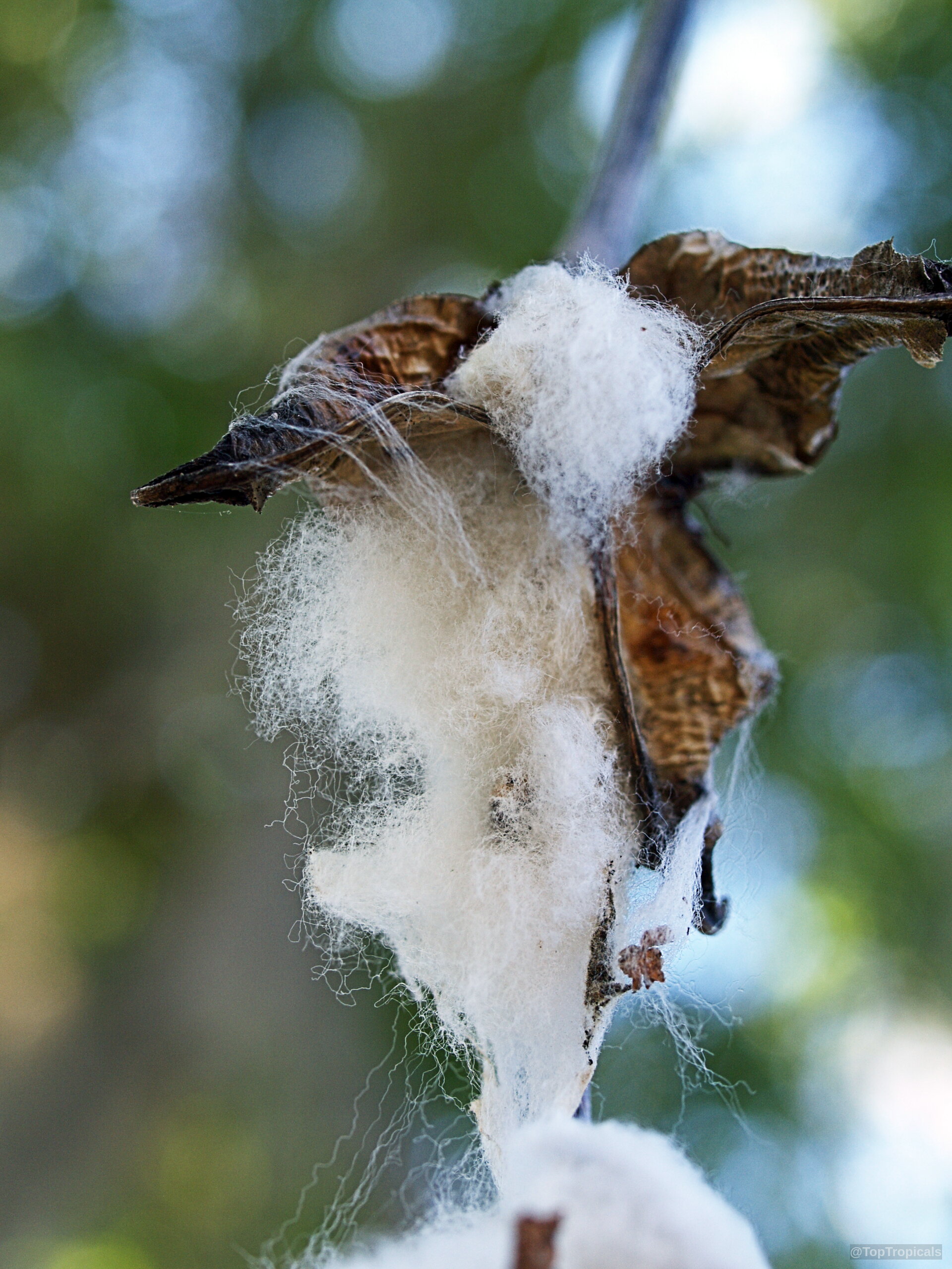 Gossypium barbadense (Pima cotton) showing white fluffy fiber emerging from a dry brown open pod. Gossypium barbadense (Pima cotton) white fiber bursting from dry brown fruit pod close up.