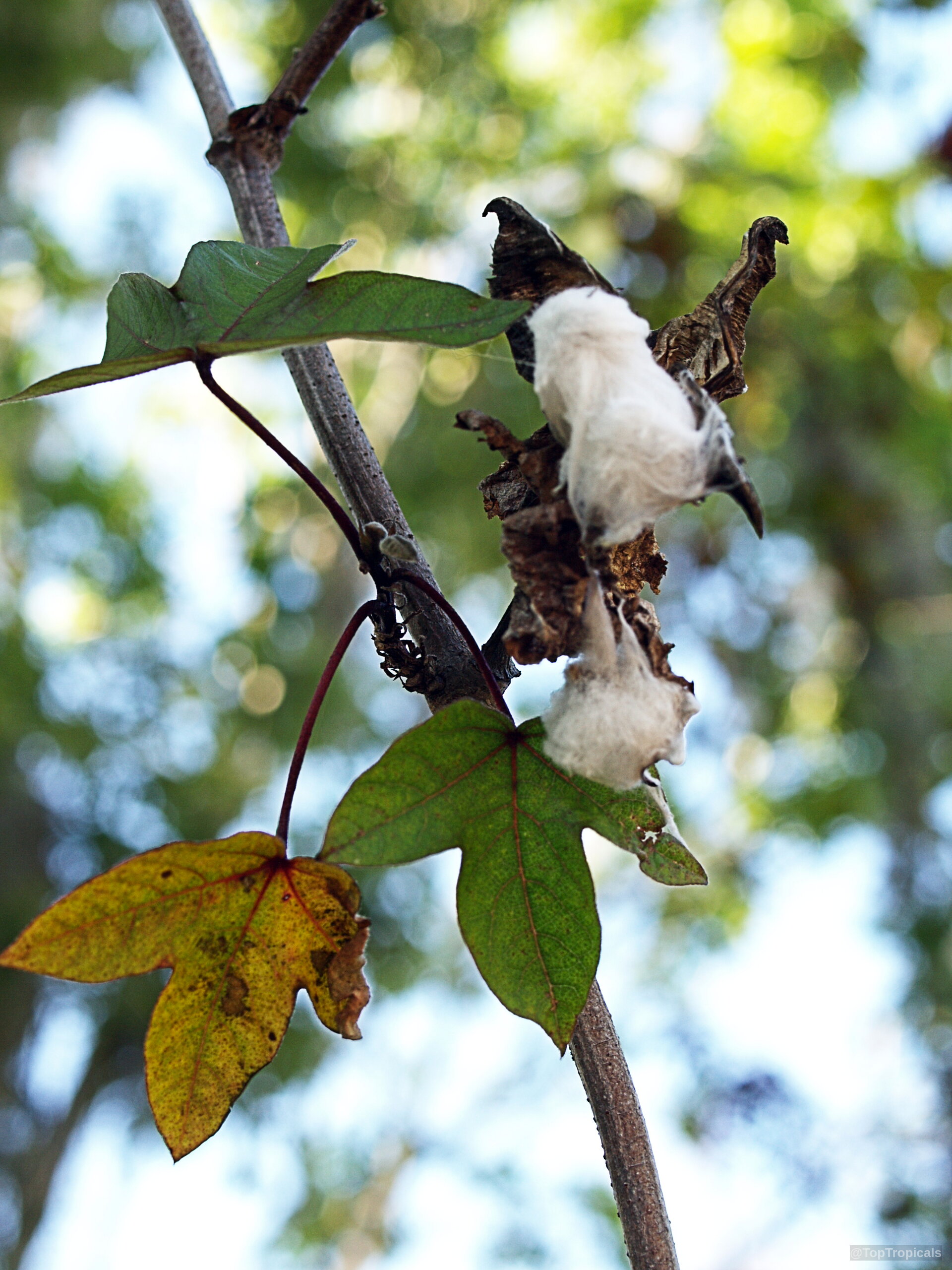 Gossypium barbadense (Pima cotton) branch holding fluffy white fiber nestled among green and yellowing leaves Gossypium barbadense (Pima cotton) white fiber and green leaves on a plant close up