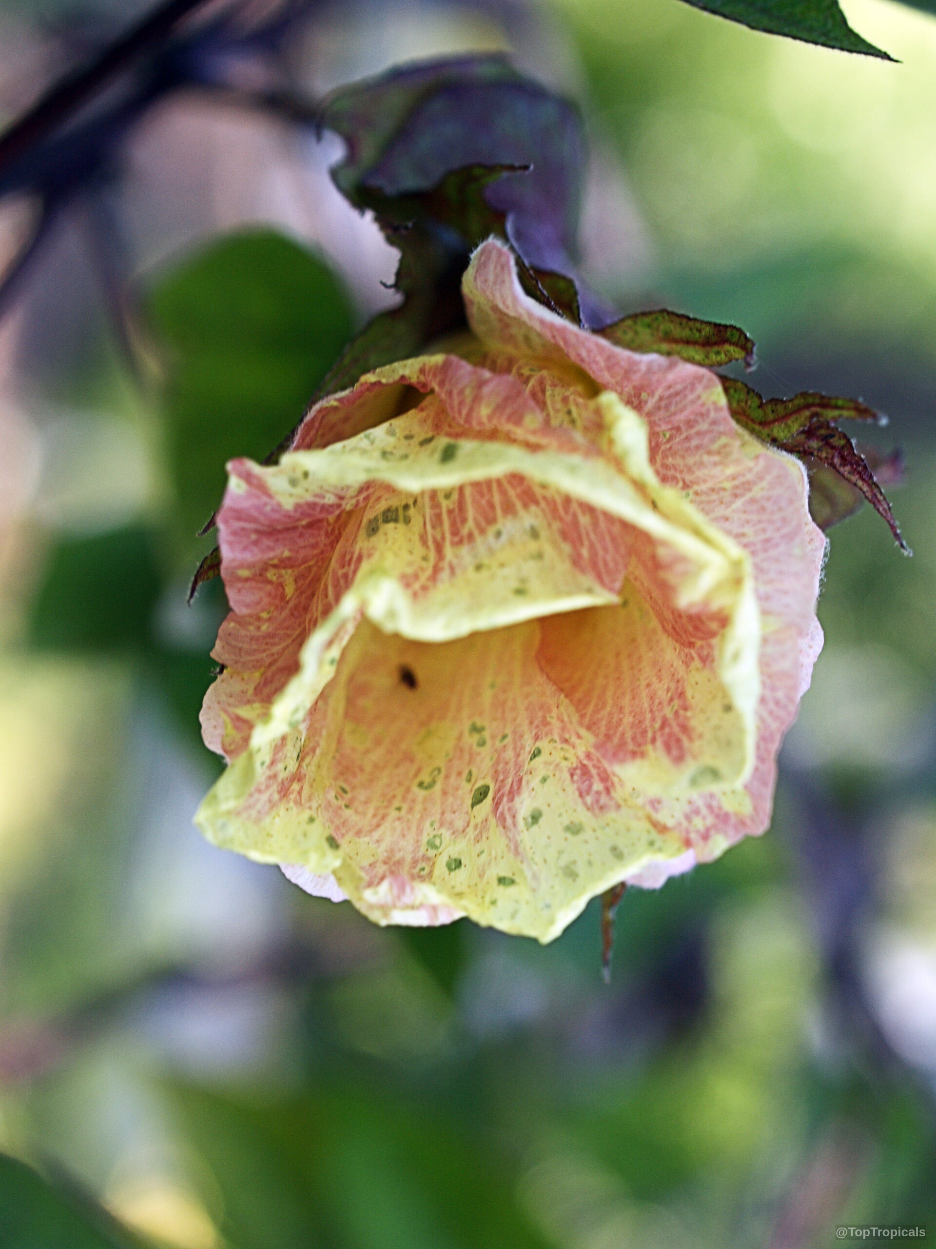 Gossypium barbadense (Pima cotton) flower with yellow and pink petals folded on green leaves. Gossypium barbadense (Pima cotton) yellow pink flower close up on green leaves and stem.