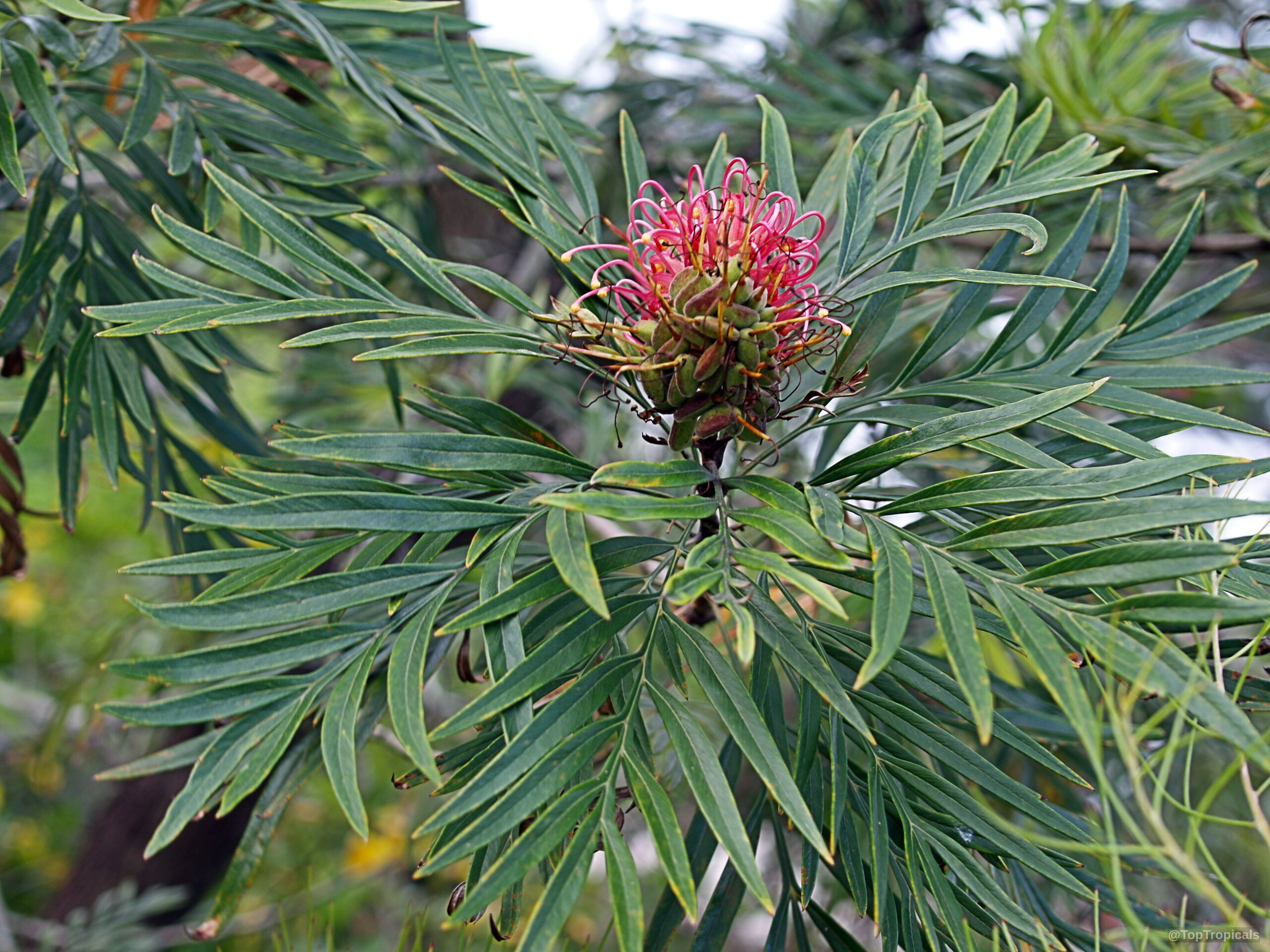 Grevillea banksii (Red Silky Oak) red flower surrounded by many narrow, deep green leaves. Grevillea banksii (Red Silky Oak) red flower close up surrounded by dark green leaves.