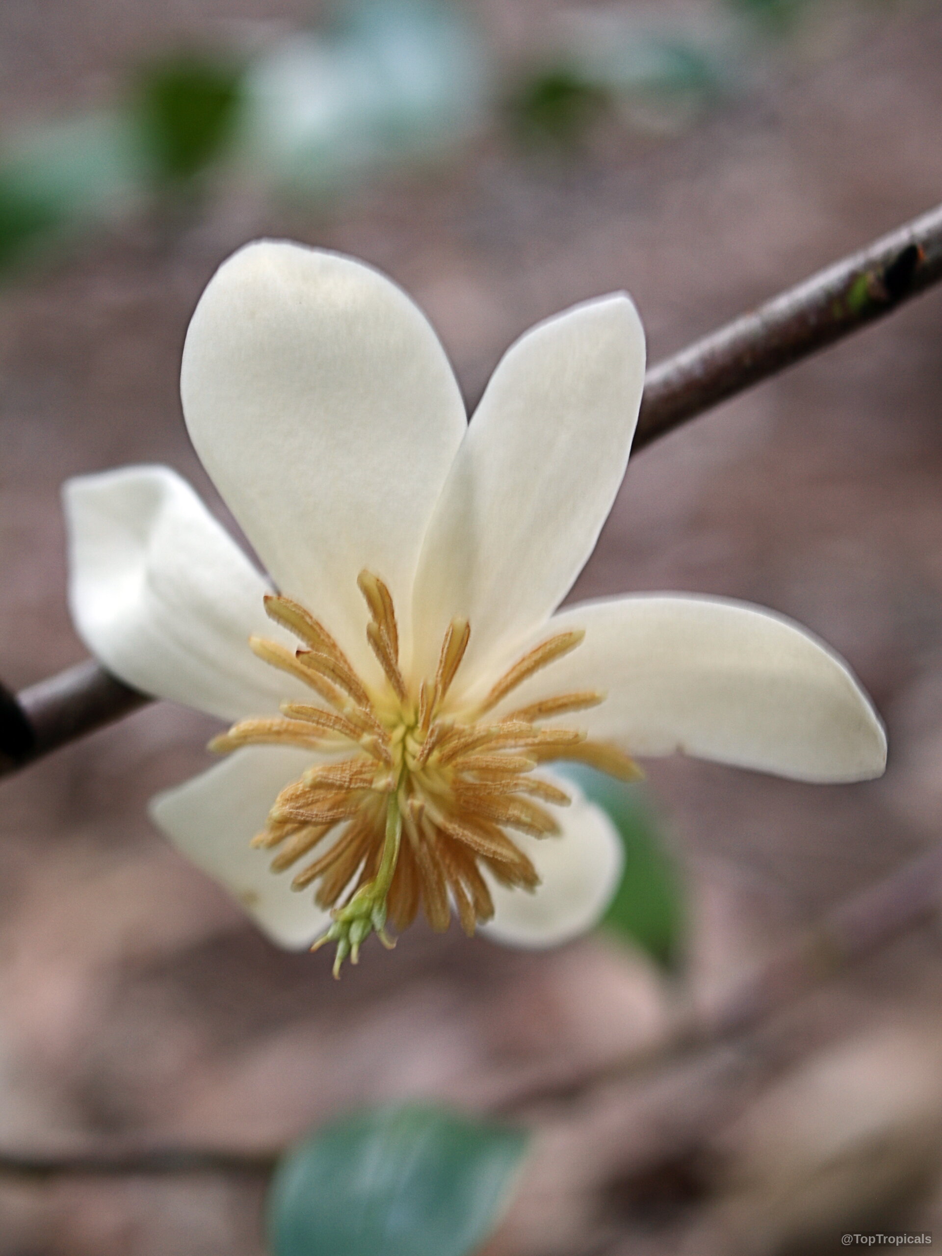 Magnolia figo (Banana Magnolia) creamy white flower with many tan stamens on a thin branch. Magnolia figo (Banana Magnolia) creamy white flower close up on a slender brown branch.