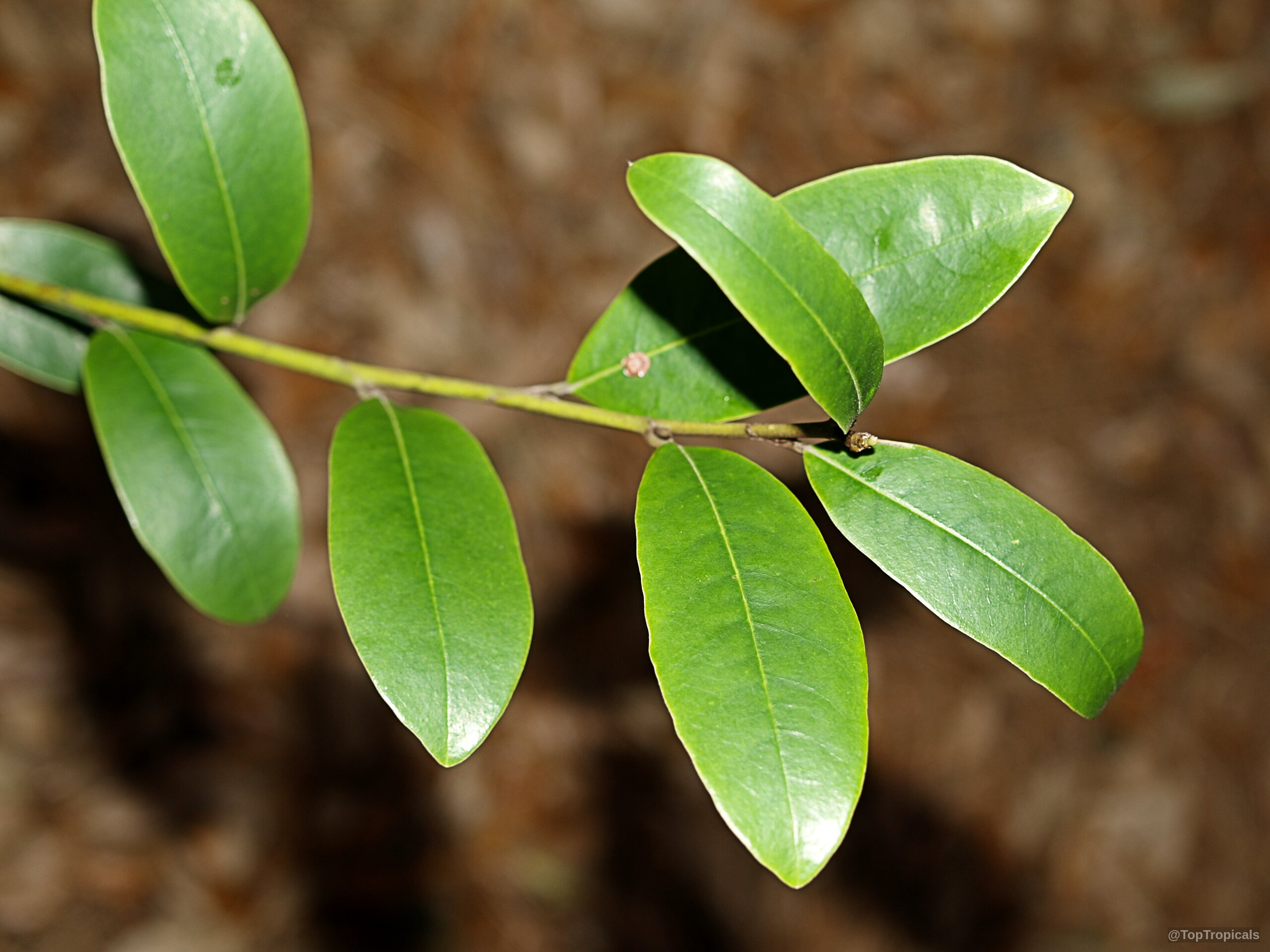 Magnolia figo (Banana Magnolia) branch with smooth, oval, green leaves attached to thin wooden stems. Magnolia figo (Banana Magnolia) with glossy green leaves on a thin woody branch close up.