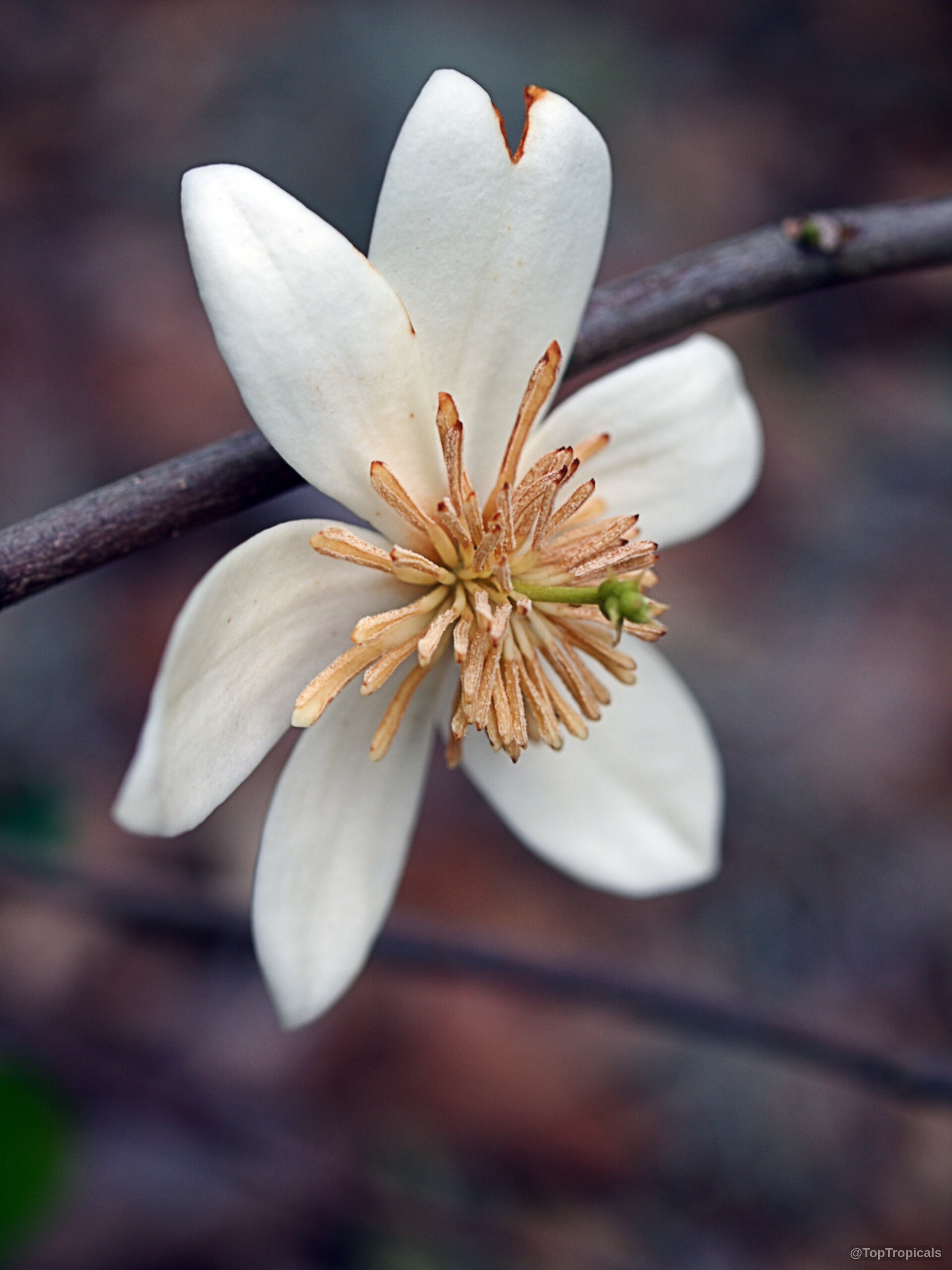 Magnolia figo (Banana Magnolia) creamy white flower with distinct tan center on brown woody stem. Magnolia figo (Banana Magnolia) white cream flower close up on a slender brown branch.