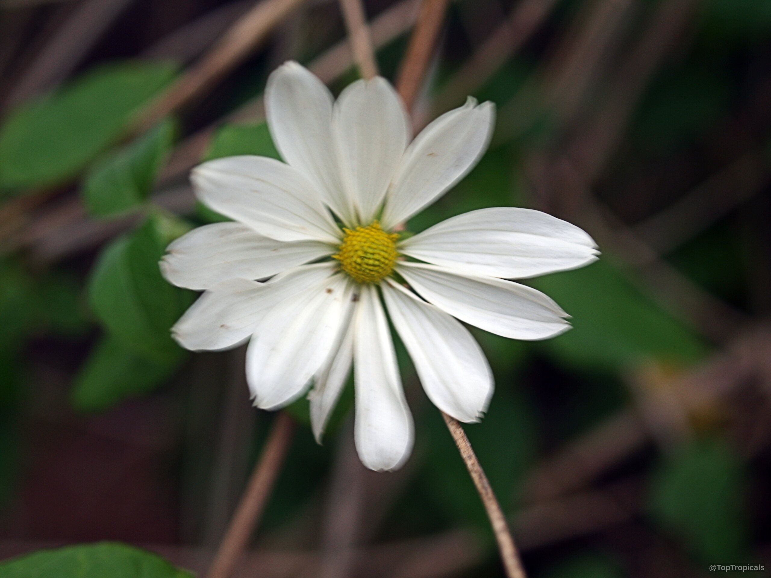 Montanoa atriplicifolia (Daisy Vine) with white petals surrounding a round, yellow, central flower disk. Montanoa atriplicifolia (Daisy Vine) white flower, yellow center, close up, green leaves blurred background