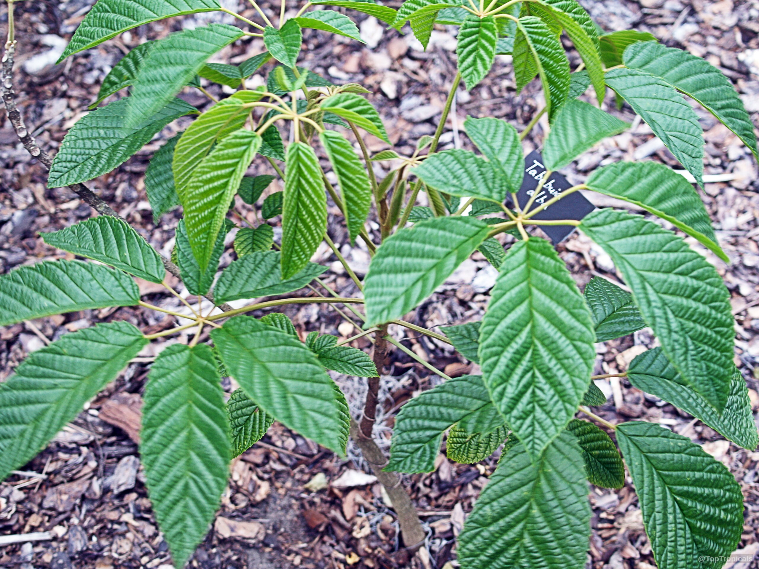 Tabebuia alba (Lapacho Amarillo) with elongated green leaves spreading from the central woody stem. Tabebuia alba (Lapacho Amarillo) green leaves on a woody branch in close up view.
