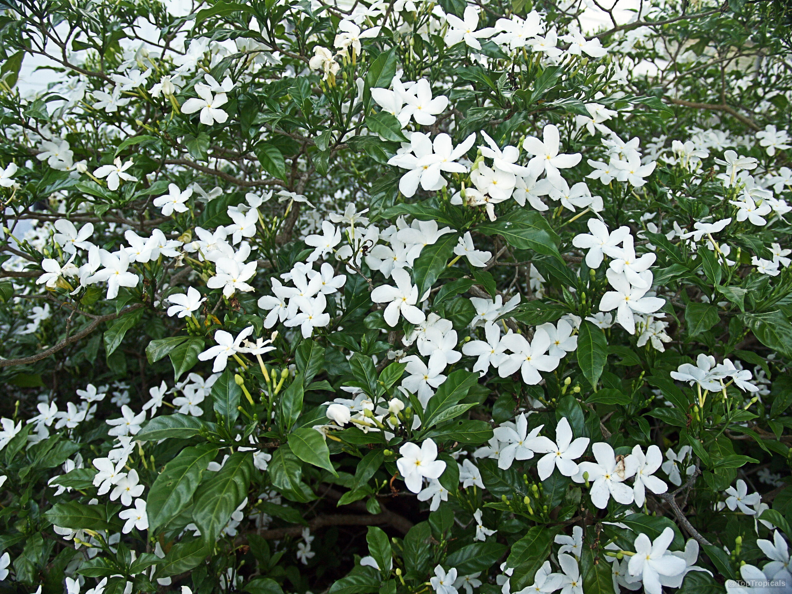Tabernaemontana divaricata (Pinwheel Jasmine) covered in abundant white flowers among the glossy deep green leaves Tabernaemontana divaricata (Pinwheel Jasmine) white flower plant with dense green foliage in full bloom