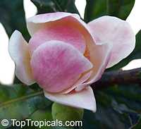 Gustavia augusta, Membrillo, Paco, Pacora, Choco, Sachamango, Heaven Lotus

Click to see full-size image