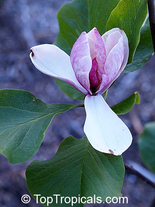 Magnolia x soulangeana, Saucer Magnolia. Magnolia x soulangeana 'Ruby'