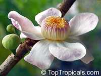 Gustavia augusta, Membrillo, Paco, Pacora, Choco, Sachamango, Heaven Lotus

Click to see full-size image