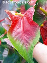 Anthurium andraeanum, Flamingo Flower, Tail Flower

Click to see full-size image
