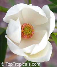 Magnolia virginiana - Sweet Bay, Vanilla Magnolia

Click to see full-size image