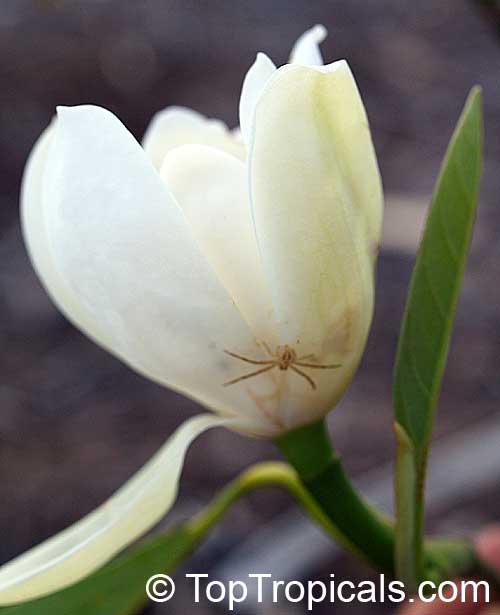 Magnolia virginiana, Florida Bay Laurel, Sweet Bay. Magnolia globosa x virginiana Porcelain Dove