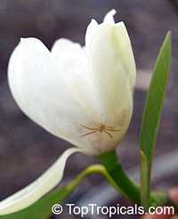 Magnolia virginiana, Florida Bay Laurel, Sweet Bay

Click to see full-size image