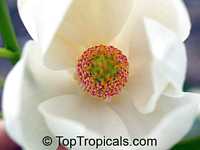 Magnolia virginiana, Florida Bay Laurel, Sweet Bay. Magnolia globosa x virginiana Porcelain Dove