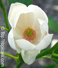 Magnolia virginiana, Florida Bay Laurel, Sweet Bay. Magnolia globosa x virginiana Porcelain Dove