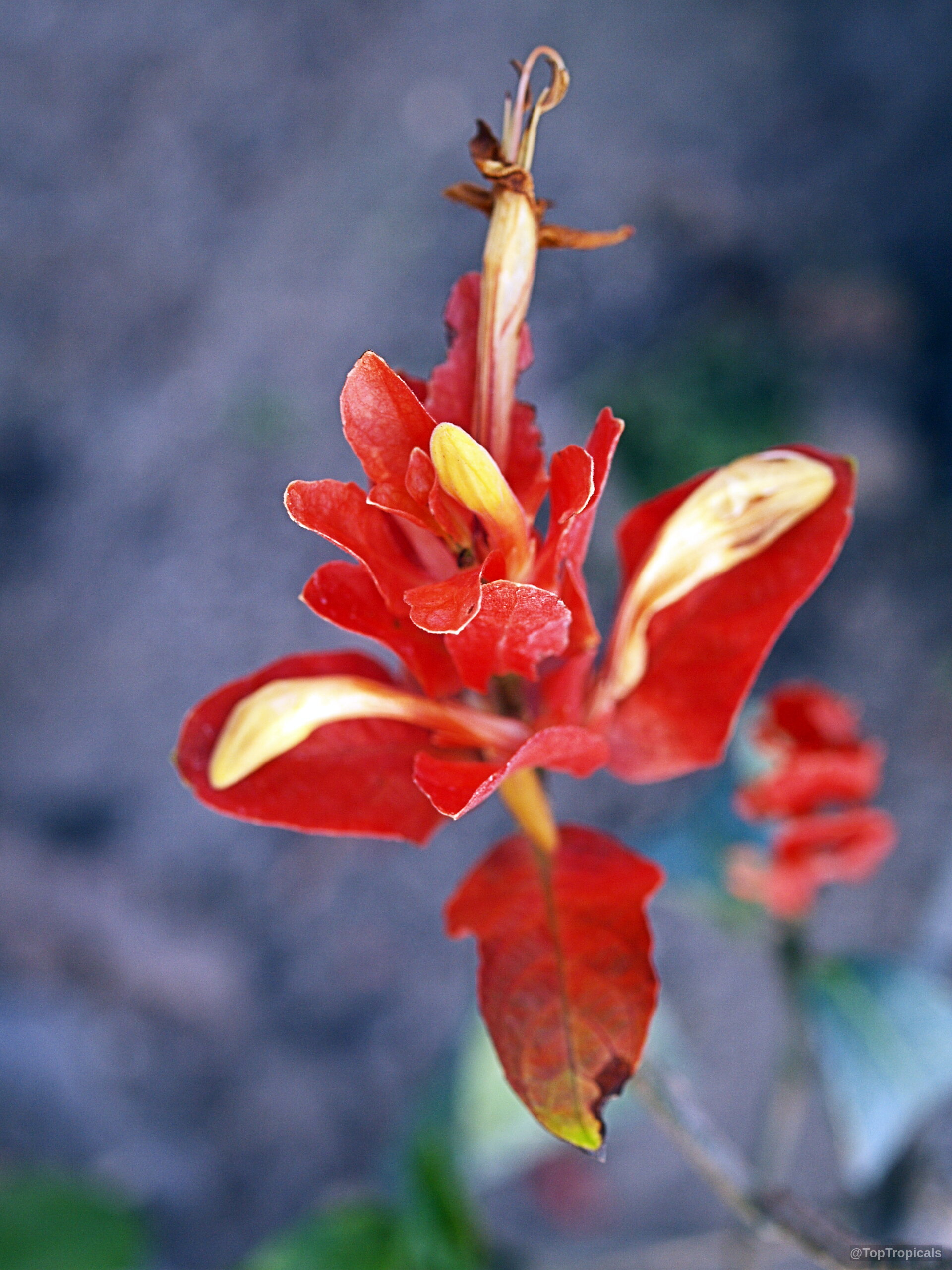 Ruellia chartacea (Colorama) flower with vibrant red bracts and yellow elongated petals reaching upward. Ruellia chartacea (Colorama) red yellow flower close up, long petals with soft pointed ends.