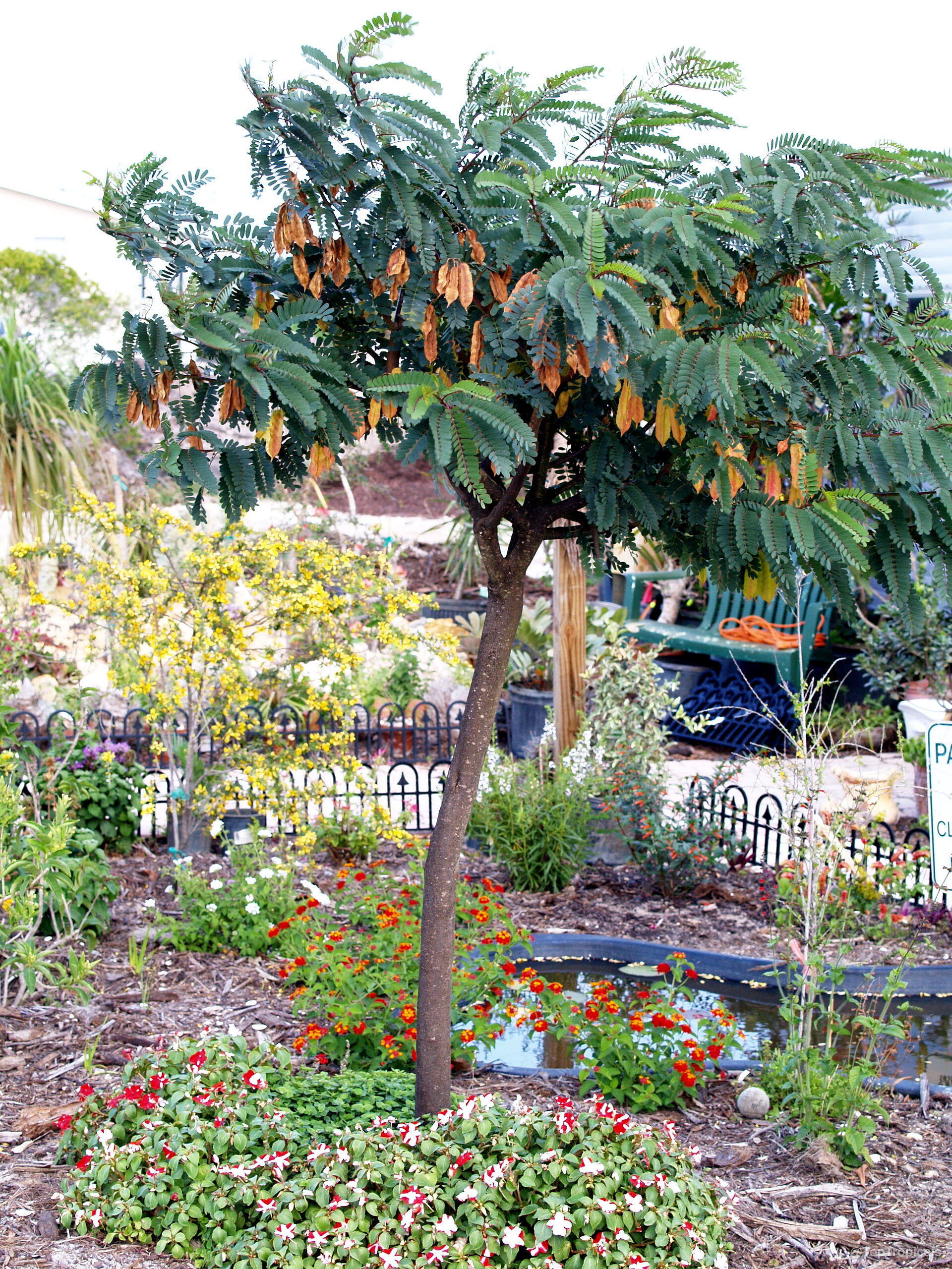 Sesbania punicea (Rattle Box Tree) branches laden with orange fruit hanging above lower ground foliage Sesbania punicea (Rattle Box Tree) plant with orange fruit hanging from green leafy branches