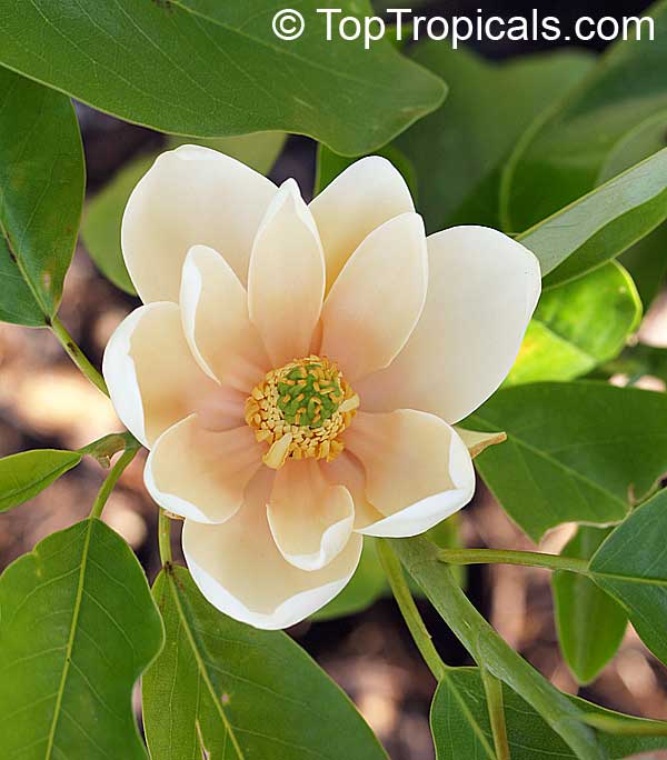 Magnolia virginiana, Florida Bay Laurel, Sweet Bay. Magnolia virginiana Plena