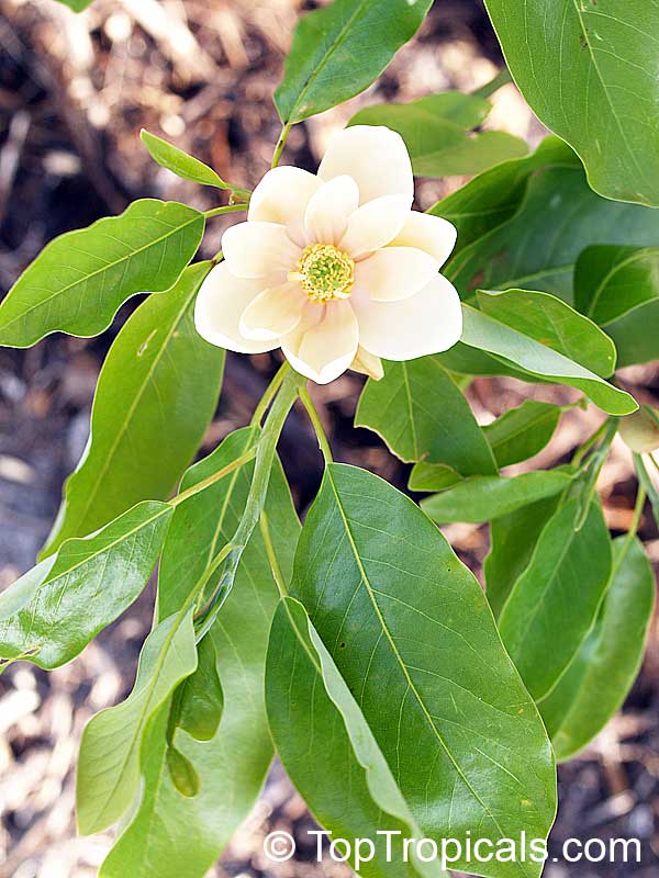 Magnolia virginiana, Florida Bay Laurel, Sweet Bay. Magnolia virginiana Plena