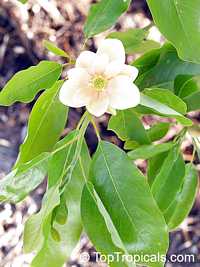 Magnolia virginiana, Florida Bay Laurel, Sweet Bay

Click to see full-size image