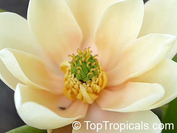 Magnolia virginiana (Vanilla Magnolia)