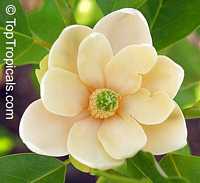 Magnolia virginiana, Florida Bay Laurel, Sweet Bay. Magnolia virginiana Plena
