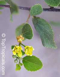 Grewia vernicosa, Raisin Bush

Click to see full-size image